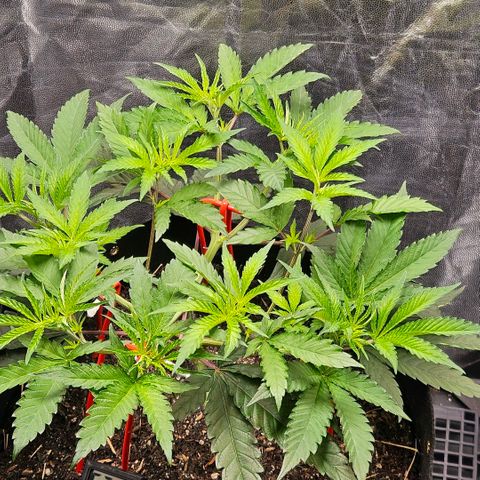 Amnesia Haze growlog timeline photo