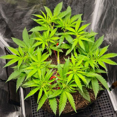 Amnesia Haze growlog timeline photo