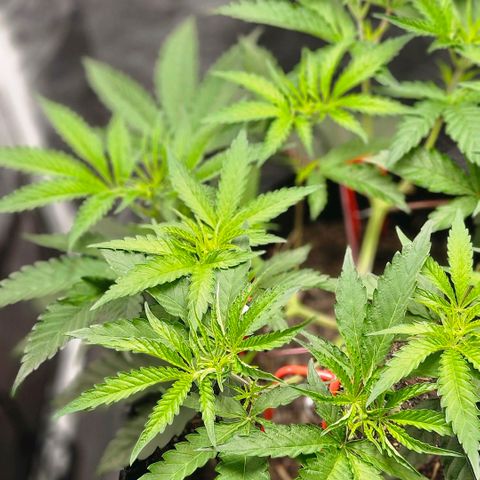 Amnesia Haze growlog timeline photo