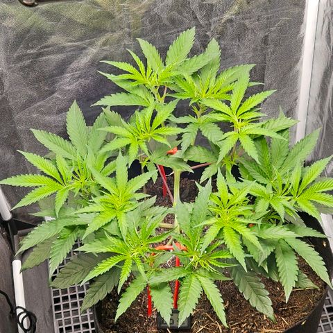 Amnesia Haze growlog timeline photo