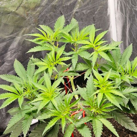 Amnesia Haze growlog timeline photo