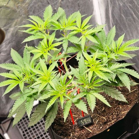Amnesia Haze growlog timeline photo