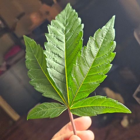 Amnesia Haze growlog photo: Linda !!!😍😍😍