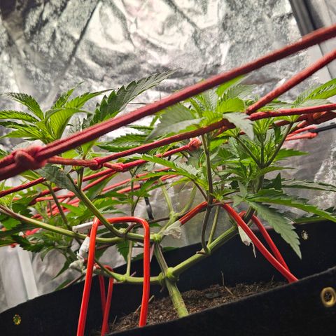 Amnesia Haze growlog photo: Linda !!!😍😍😍
