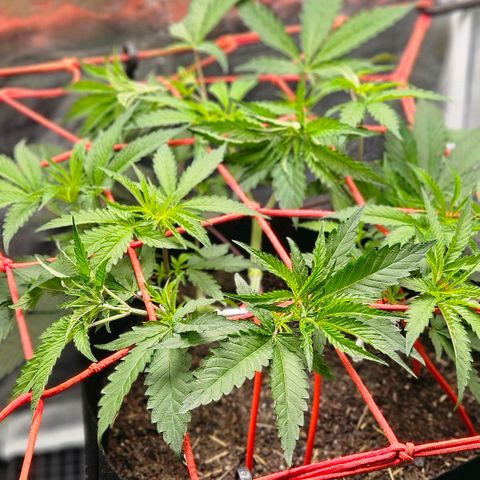 Amnesia Haze growlog photo: Linda !!!😍😍😍
