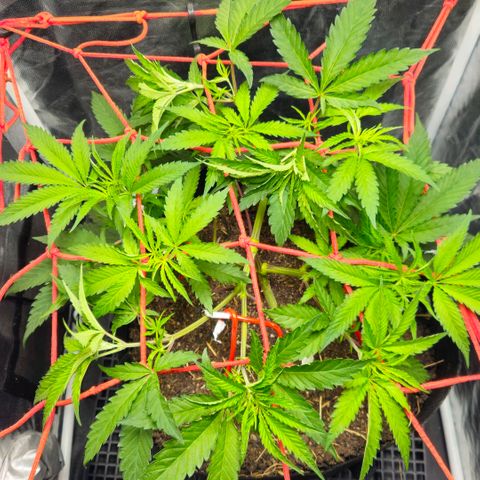Amnesia Haze growlog photo: Linda !!!😍😍😍