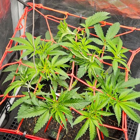Amnesia Haze growlog photo: Linda !!!😍😍😍