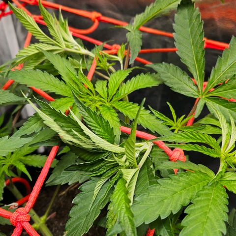 Amnesia Haze growlog photo: Linda !!!😍😍😍