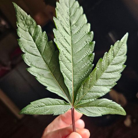 Amnesia Haze growlog photo: Linda !!!😍😍😍