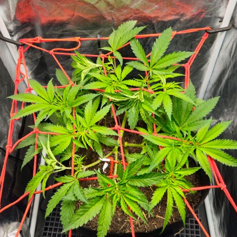 Amnesia Haze growlog photo: Linda !!!😍😍😍