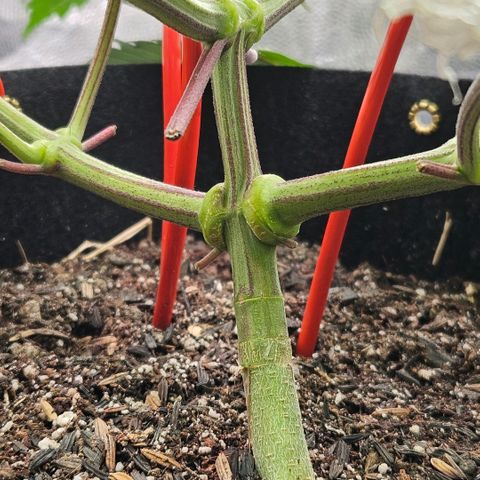 Amnesia Haze growlog timeline photo