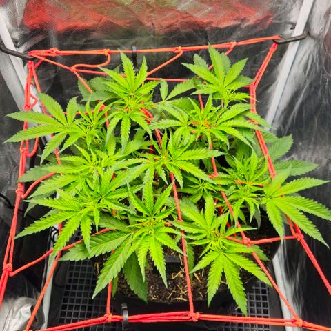 Amnesia Haze growlog timeline photo