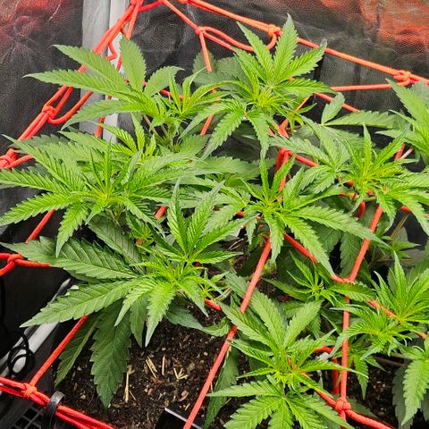 Amnesia Haze growlog timeline photo