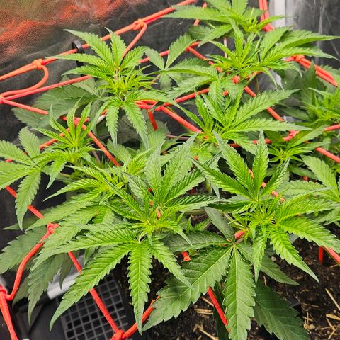 Amnesia Haze growlog timeline photo