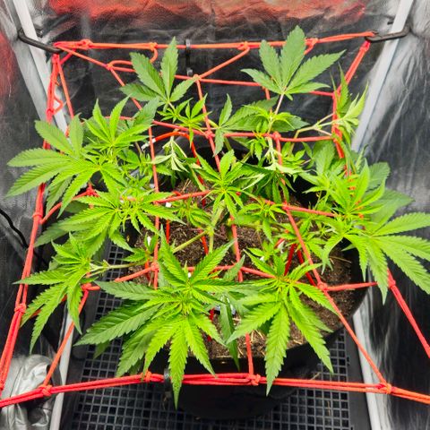 Amnesia Haze growlog timeline photo