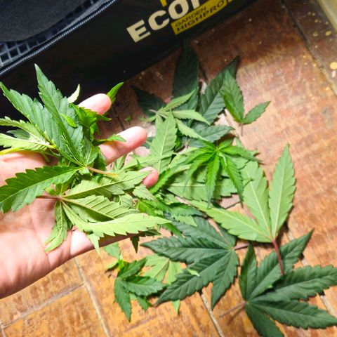 Amnesia Haze growlog timeline photo