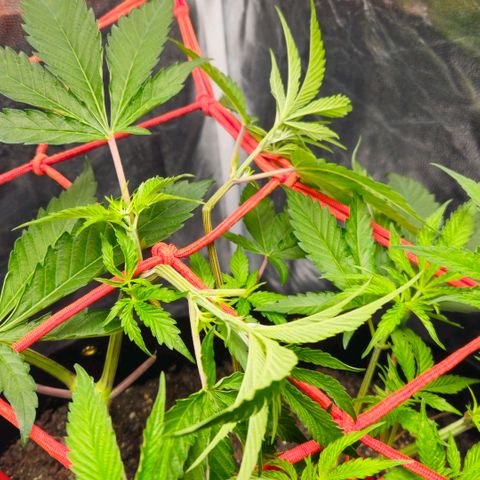 Amnesia Haze growlog timeline photo