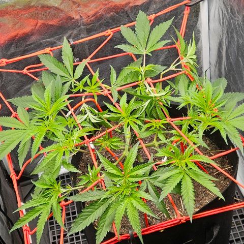 Amnesia Haze growlog timeline photo