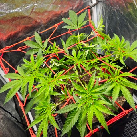 Amnesia Haze growlog timeline photo