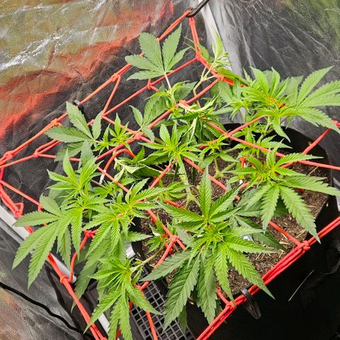 Amnesia Haze growlog timeline photo