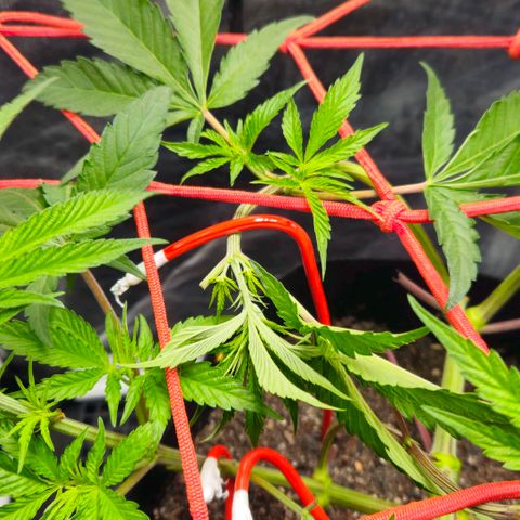 Amnesia Haze growlog timeline photo