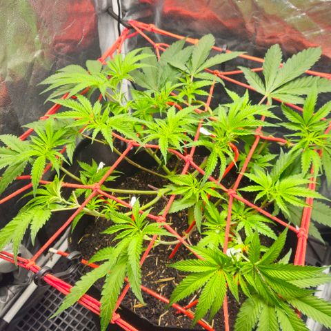 Amnesia Haze growlog timeline photo