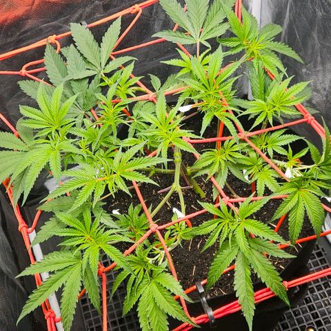 Amnesia Haze growlog timeline photo