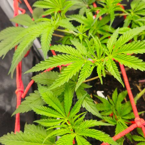 Amnesia Haze growlog timeline photo