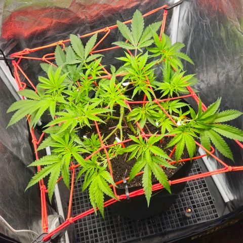 Amnesia Haze growlog timeline photo