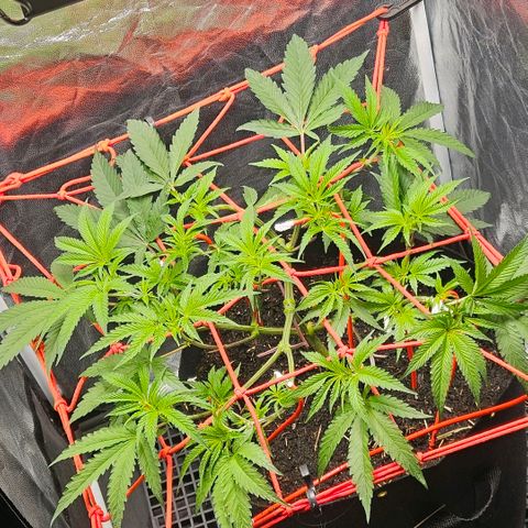 Amnesia Haze growlog timeline photo