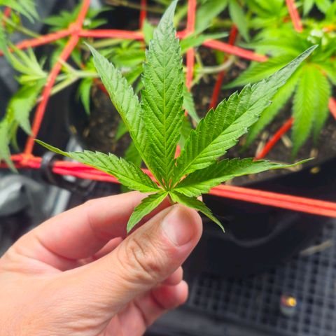 Amnesia Haze growlog timeline photo