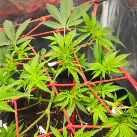 Amnesia Haze growlog timeline photo