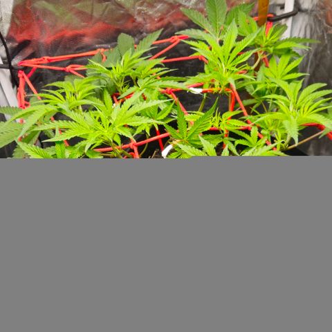 Amnesia Haze growlog timeline photo