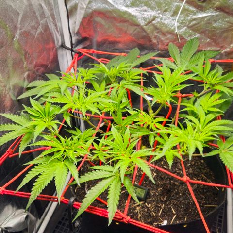 Amnesia Haze growlog timeline photo