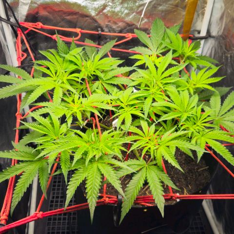 Amnesia Haze growlog timeline photo