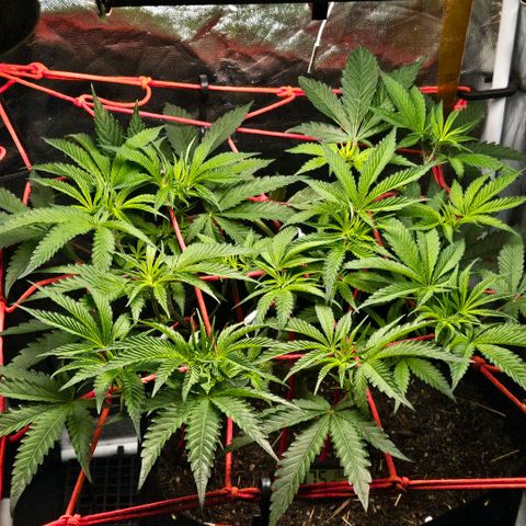 Amnesia Haze growlog timeline photo