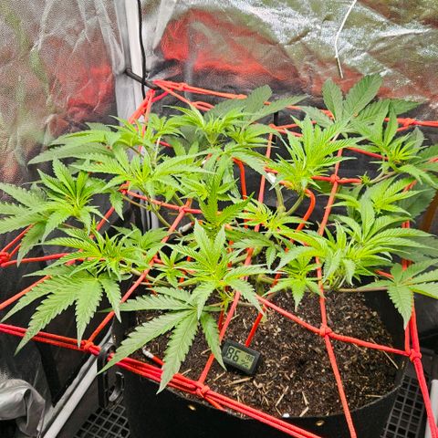 Amnesia Haze growlog timeline photo