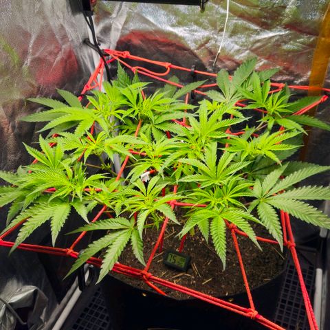 Amnesia Haze growlog timeline photo