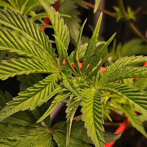 Amnesia Haze growlog timeline photo