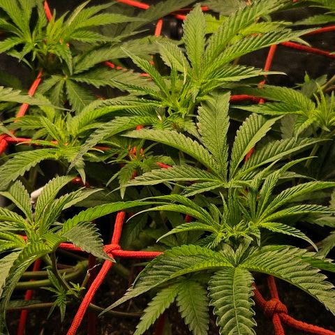 Amnesia Haze growlog timeline photo