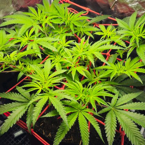 Amnesia Haze growlog timeline photo