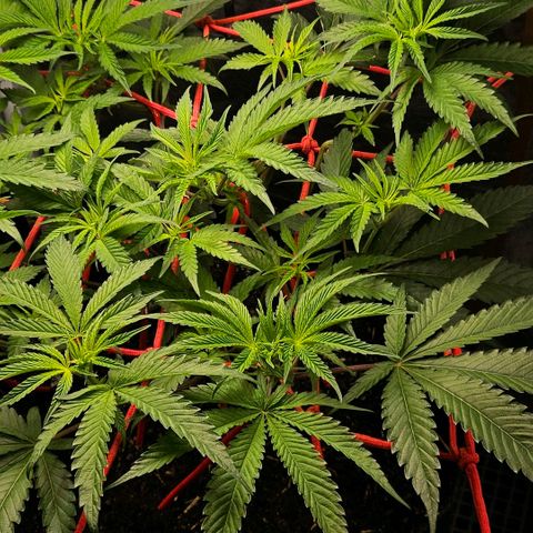 Amnesia Haze growlog timeline photo