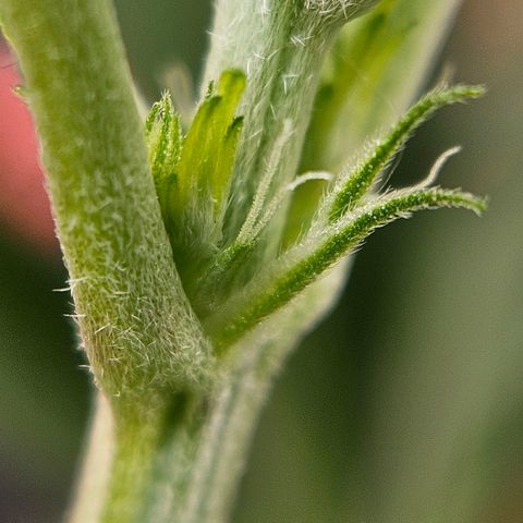 Amnesia Haze growlog timeline photo