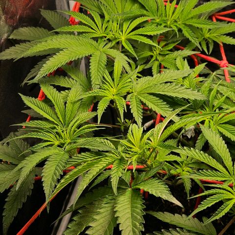 Amnesia Haze growlog timeline photo