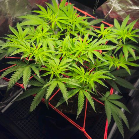 Amnesia Haze growlog timeline photo