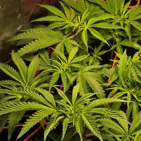 Amnesia Haze growlog timeline photo