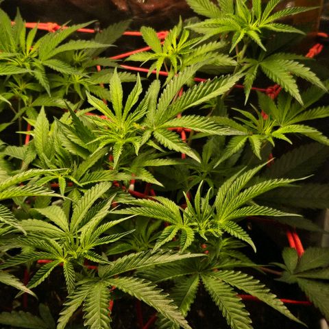 Amnesia Haze growlog timeline photo