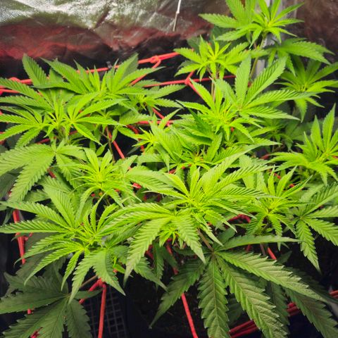 Amnesia Haze growlog timeline photo