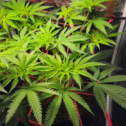 Amnesia Haze growlog timeline photo
