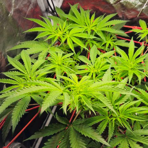 Amnesia Haze growlog timeline photo
